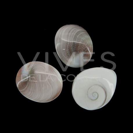 Operculum