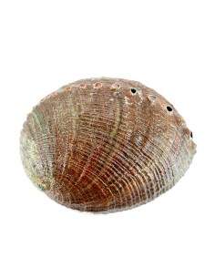 Concha Avulon Grande 2