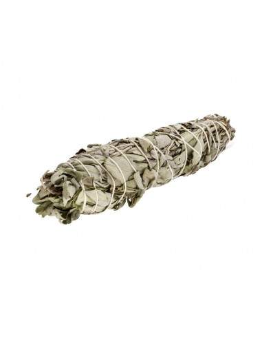 Turkish Sage (Salvia officinalis)