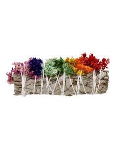 Salvia Blanca con Verbasco 2