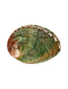 Petite coquille d'ormeau... 2