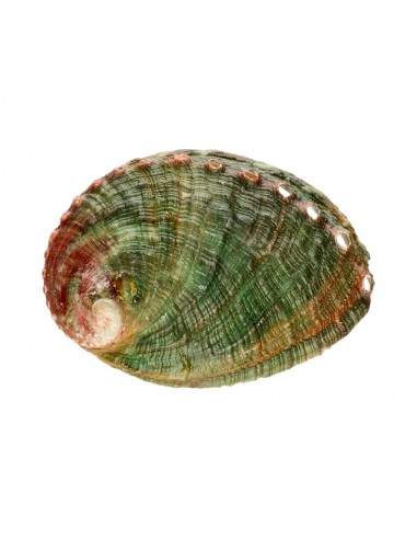 Small Threaded Abalone Shell