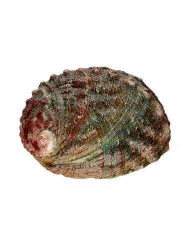 Large Threaded Abalone Shell