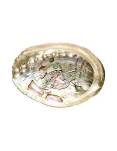 Small Abalone Shell