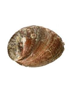 Small Abalone Shell 2