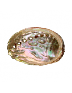 Concha Abalón Roscado Pequeña
