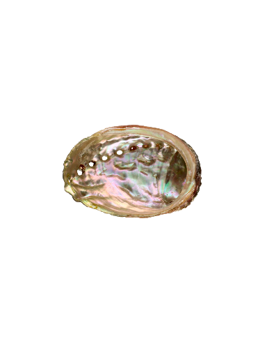 Concha Abalón Roscado Pequeña
