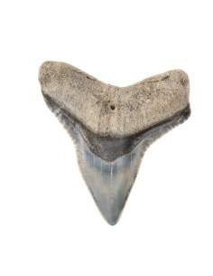 Fossilized Shark Tooth