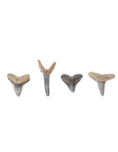 Dent de requin fossilisée 2