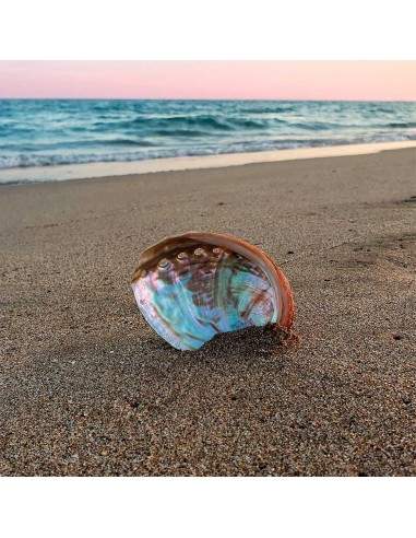 Pequena Concha de Abalone