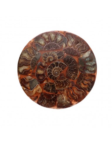 Plate with Ammonite