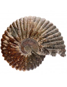 Ammonite Piece