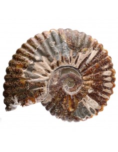 Pieza Ammonite 2