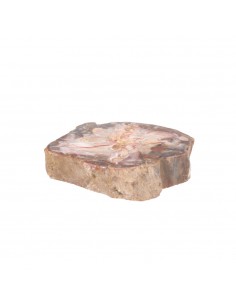 Plaque de Xylophallus 2