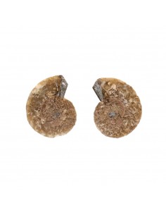 Paire d'ammonites 2-3cm...