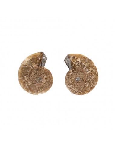Paire d'ammonites 2-3cm Qualité B