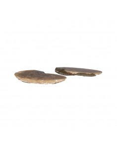 Paire d'ammonites 2-3cm... 2