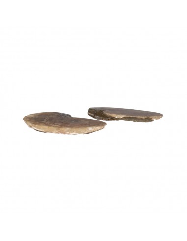 Pair of Ammonite 2-3cm Quality B