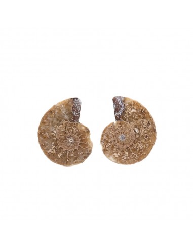 Paire d'ammonites 2-3cm Qualité B