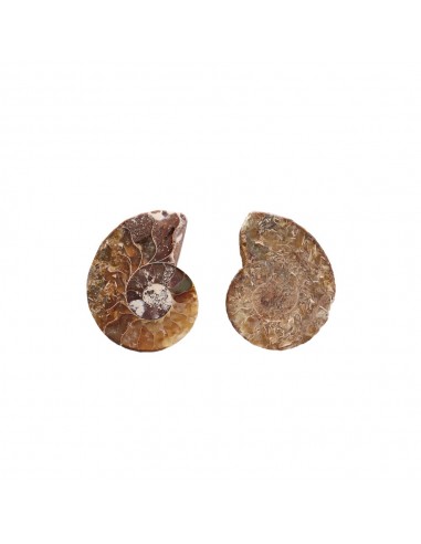Pareja de Ammonite 2-3cm Calidad B