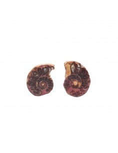 Pareja de Ammonite 2-3cm