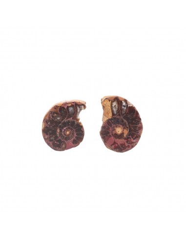 Pair of Ammonite 2-3cm