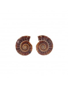 Pareja de Ammonite 2-3cm 2