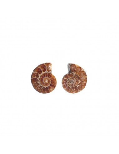 Paire d'ammonites 2-3cm