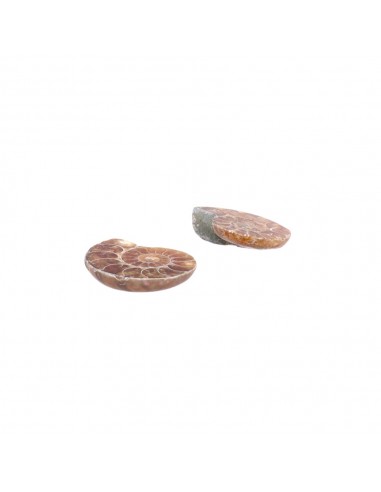 Pair of Ammonite 2-3cm