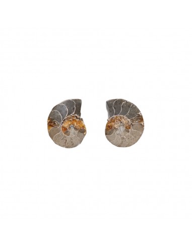 Pair of Ammonite 2-3cm