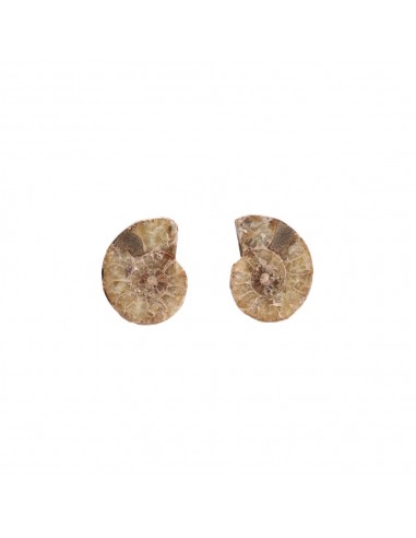 Pair of Ammonite 2-3cm