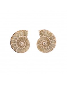 Pareja de Ammonite 3-4cm