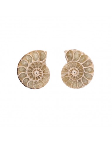 Paire d'ammonites 3-4cm
