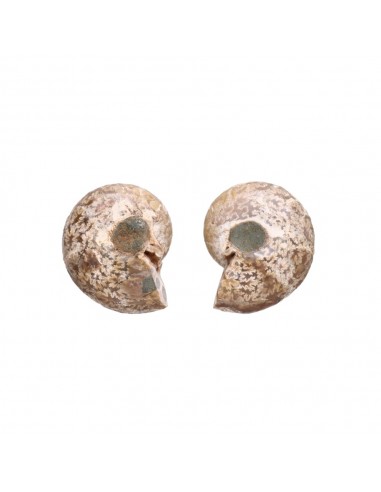 Pair of Ammonite 3-4cm