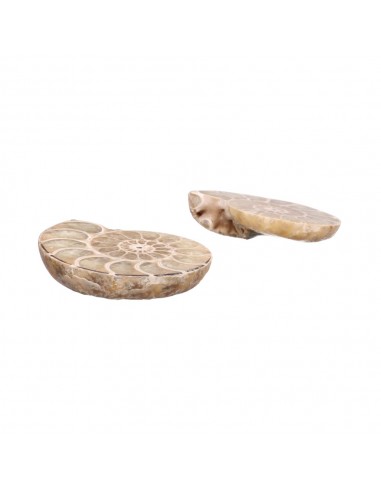 Pair of Ammonite 3-4cm