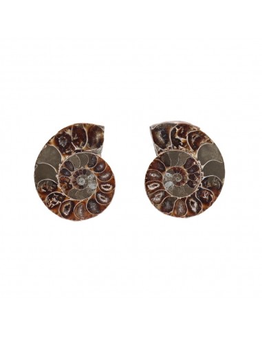 Paire d'ammonites 3-4cm