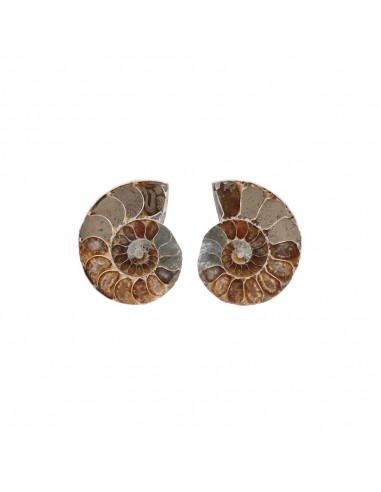 Paire d'ammonites 3-4cm