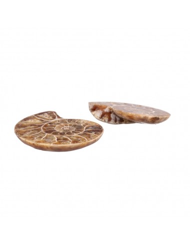Pair of Ammonite 3-4cm