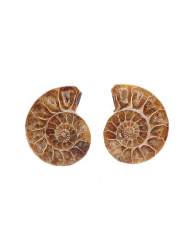 Paire d'ammonites 3-4cm