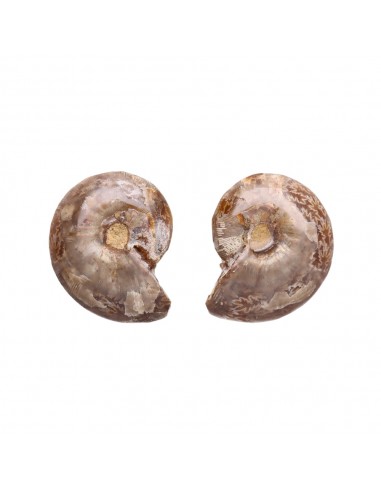 Pair of Ammonite 3-4cm