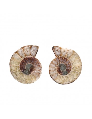 Pair of Ammonite 3-4cm