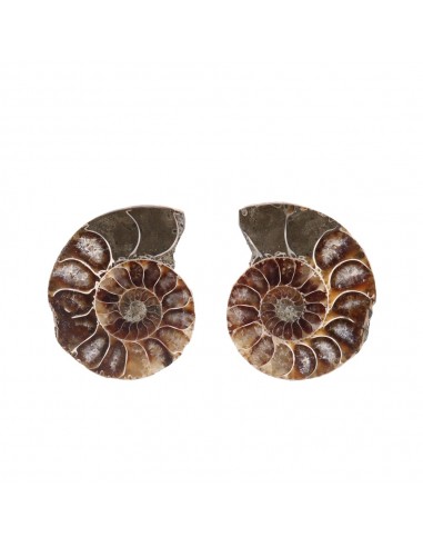 Pair of Ammonite 3-4cm