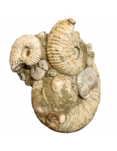 Giant Ammonite Madagascar AMG1