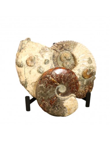 Ammonite géante de Madagascar AMG1