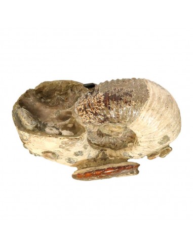 Ammonite géante de Madagascar AMG1
