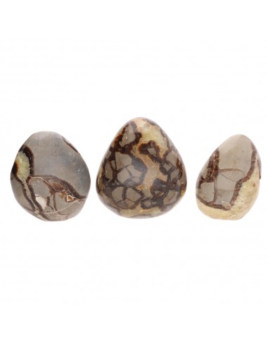 Septaria formas polidas