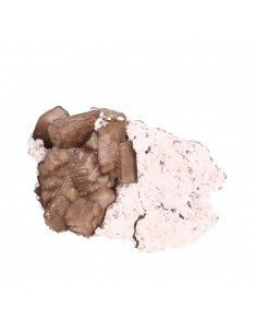 Olmiite rugosa (D) 2