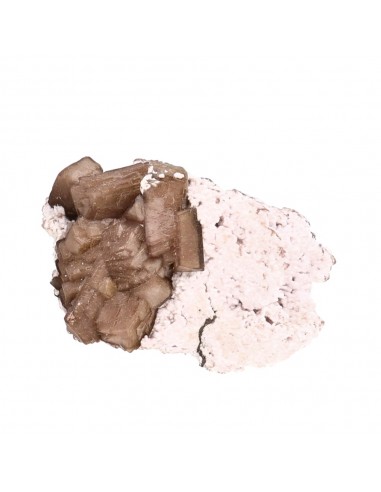 Olmiite rugosa (D)