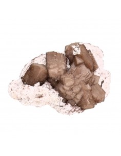 Olmiite rugosa (D)