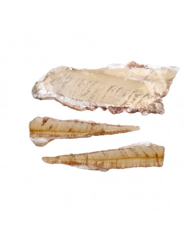 Selenite Honey Crystallized in Rude